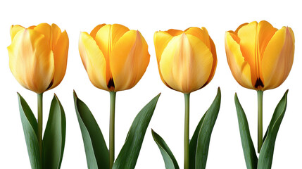 yellow tulips isolated on white background