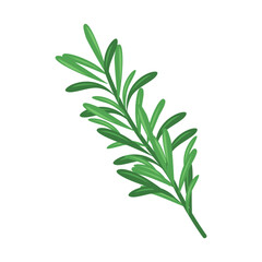 Rosemary Vector Illustration