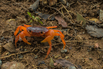 Red crab on the ground