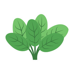 Spinach Vector Illustration