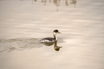 Italy Tuscany Grosseto Castiglione della pescaia, maremma Diaccia Botrona Podiceps nigricollis