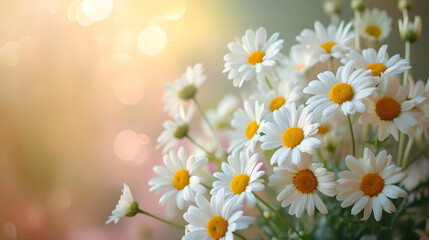 Fresh daisies in soft sunlight
Close-up of white daisies with yellow centers basking in warm sunlight, featuring a blurred bokeh background for a serene mood.
