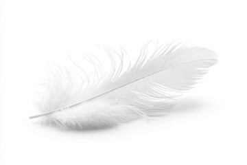 Obraz premium A single soft white feather with fine delicate barbs and a slightly curved shape
