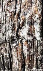 close up of a log old wood background