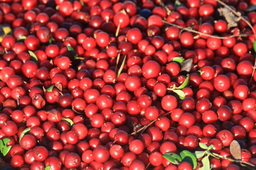 red ripe lingonberries close-up