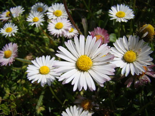 Fototapeta premium Beautiful daisies basking in the sun during a sunny and hot day of spring in the French countryside, near Orléans, France
