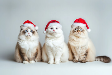 Three variety breeds of cats in Santa hats sitting on a row on the backdrop