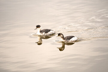 Italy Tuscany Grosseto Castiglione della pescaia, maremma Diaccia Botrona couple of Podiceps nigricollis