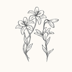 Line art lily flower branches illustration