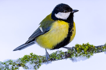 Great tit sits on a snow and moss-covered branch. The background is snow white.