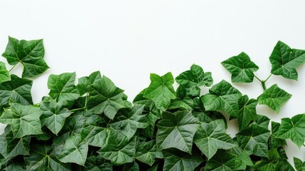 Fototapeta premium Sweet potato foliage against a white backdrop is green.