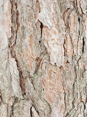 
Tree bark, background