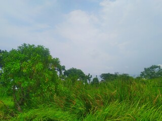 Weeds in the afternoon, taken by the side angel