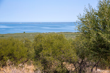 Olive trees with the sea in the background.