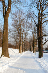 A long walking path surrounded by trees.