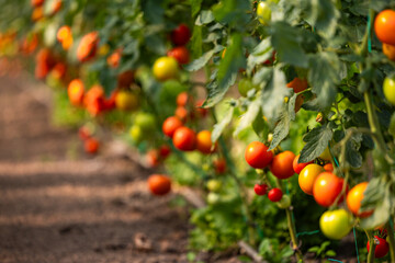 Tomatoes in a greenhouse. Photo with some bio eco agriculture tomato plants inside a greenhouse. Planting and harvesting tomatoes vegetables. Green farming.