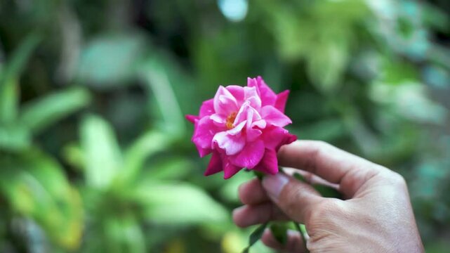 pick beautiful roses that bloom in the garden