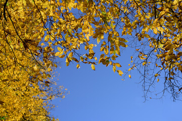 Gelbe Herbst gefärbte Blätter am Baum gegen blauen Himmel