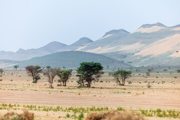Moroccan Sahara Desert, ancient black volcanic mountains, the Sahara River Oued Ghris, stunning Acacia trees, wild camels, and a breathtaking landscape where golden sand dunes merge with green plants
