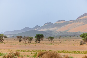 Moroccan Sahara Desert, ancient black volcanic mountains, the Sahara River Oued Ghris, stunning Acacia trees, wild camels, and a breathtaking landscape where golden sand dunes merge with green plants