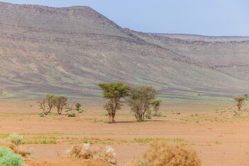 Moroccan Sahara Desert, ancient black volcanic mountains, the Sahara River Oued Ghris, stunning Acacia trees, wild camels, and a breathtaking landscape where golden sand dunes merge with green plants