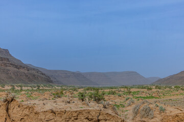 Moroccan Sahara Desert, ancient black volcanic mountains, the Sahara River Oued Ghris, stunning Acacia trees, wild camels, and a breathtaking landscape where golden sand dunes merge with green plants