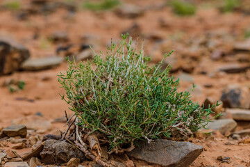 Moroccan Sahara Desert, ancient black volcanic mountains, the Sahara River Oued Ghris, stunning Acacia trees, wild camels, and a breathtaking landscape where golden sand dunes merge with green plants