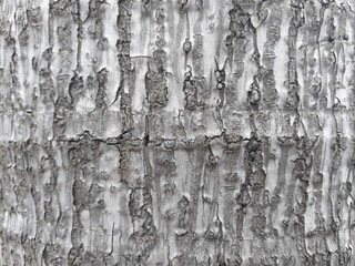 Texture of palm trees in the garden