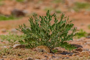 Moroccan Sahara Desert, ancient black volcanic mountains, the Sahara River Oued Ghris, stunning Acacia trees, wild camels, and a breathtaking landscape where golden sand dunes merge with green plants