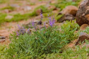 Moroccan Sahara Desert, ancient black volcanic mountains, the Sahara River Oued Ghris, stunning Acacia trees, wild camels, and a breathtaking landscape where golden sand dunes merge with green plants
