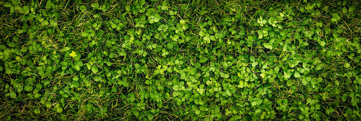 Top view of green leaves background. Natural green  grass background