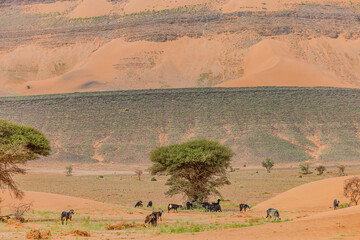 Moroccan Sahara Desert, ancient black volcanic mountains, the Sahara River Oued Ghris, stunning Acacia trees, wild camels, and a breathtaking landscape where golden sand dunes merge with green plants