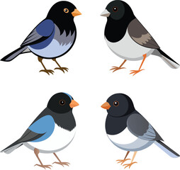Vector Drawing of Dark-eyed Junco Bird 