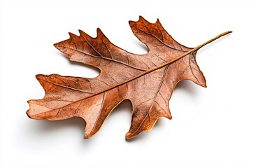 autumn maple leaf