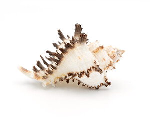 Spiny Seashell with Textured Surface on White Background