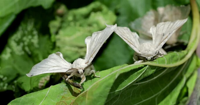Silk moth head, extreme closeup, Bombyx mori