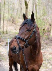 brown horse portrait