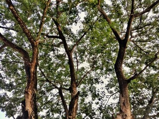 Looking up at the lush canopy of trees, this image captures the intricate intertwining branches and vibrant green leaves. A perfect representation of nature's beauty, ideal for themes of tranquility.