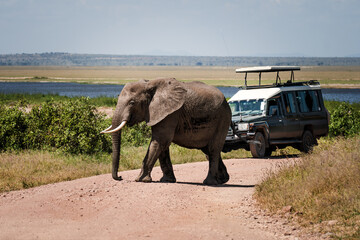 Tourists in SUV car watching , taking photos of african elephants in Serengeti national park, Tanzania. African safari