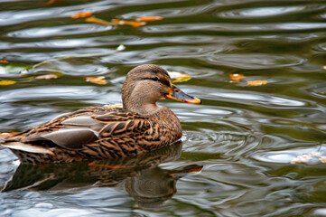 Weibliche Stockente schwimmt an Blättern auf dem Wasser vorbei