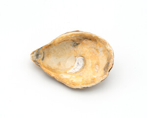 Open Oyster Shell on White Background