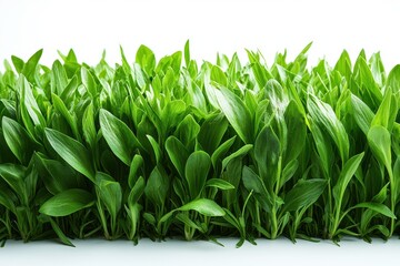 Obraz premium Lush Green Grass Isolated on White Background