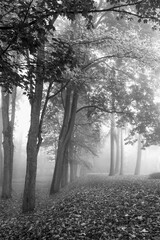 Schlosspark im Herbst bei starken Nebel, schwarz weiß