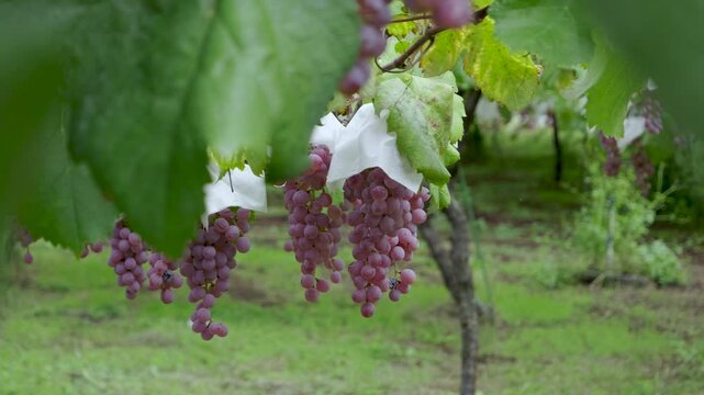 Slow motion pull out shot over ripe grapes growing in Japan