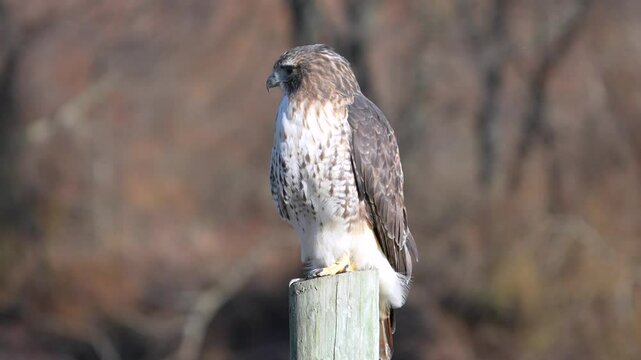 A red tailed hawk perched on a fence post with a forest in the background all blurred out.