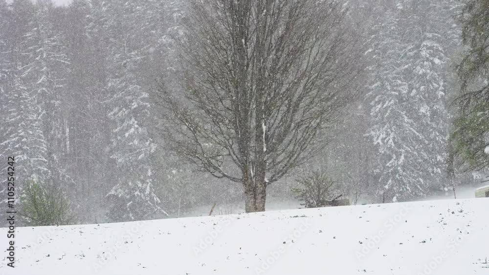 Poster snow falling in slow motion in forest with fir tree