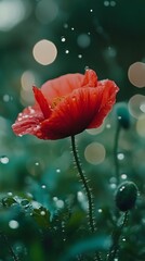 Photo of a poppy flower, with vibrant orange petals against a soft green background, symbolizing spring and the hope it brings