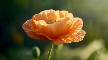 Photo of a poppy flower, with vibrant orange petals against a soft green background, symbolizing spring and the hope it brings