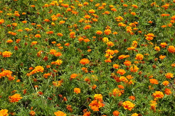 Numberless orange flowers of Tagetes patula in July