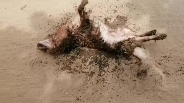 Golden retriever dog taking a mud bath